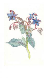 borage